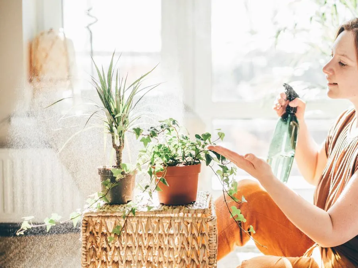 Fertilizante casero transforma tus jardín, jardinería y plantas usando un simple residuo.