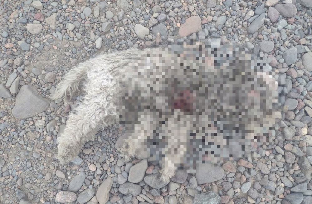Los dueños de Toby lo encontraron muerto en la calle - Facebook
