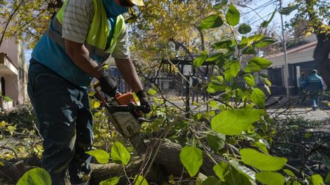 Así serán los trabajos en arbolado y bacheo vial durante la próxima semana en Ciudad