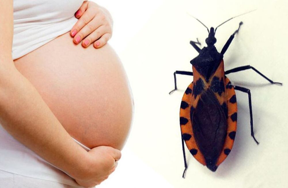 Es imprescindible realizar el diagnóstico de Chagas a mujeres embarazadas y recién nacidos