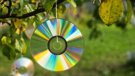 No es para decorar: para qué sirve colgar CDs en los árboles de Mendoza en primavera.