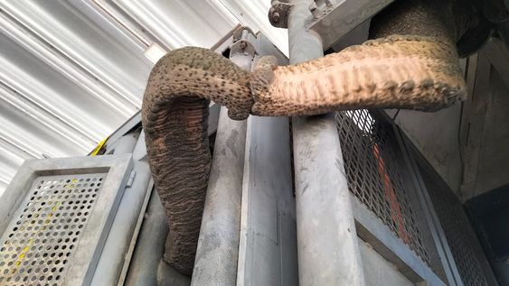 Fotos y videos: las elefantas Pocha y Guillermina llegaron a Corrientes y mañana cruzarían a Brasil. Foto: Twitter @GlobalElephants