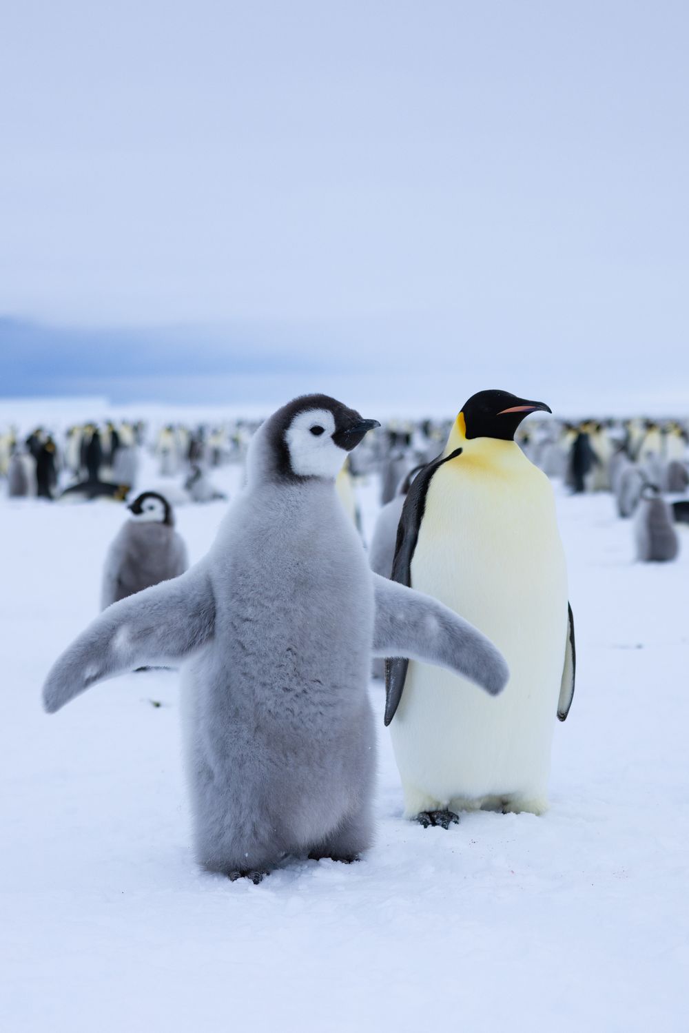 Secretos de los pingüinos: misterios, interrogantes y curiosidades de la especie que conquistó el Hemisferio Sur. Foto: Gentileza National Geographic