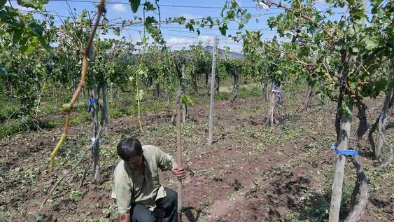 La primera cuota, y el pago anual, del seguro agrícola y el fondo compensador vencían el 31 de agosto, pero se prorrogó al 15 de setiembre. Foto: Orlando Pelichotti / Los Andes