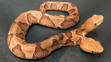 Sorpresa en las redes por el hallazgo de una extraña serpiente de dos cabezas