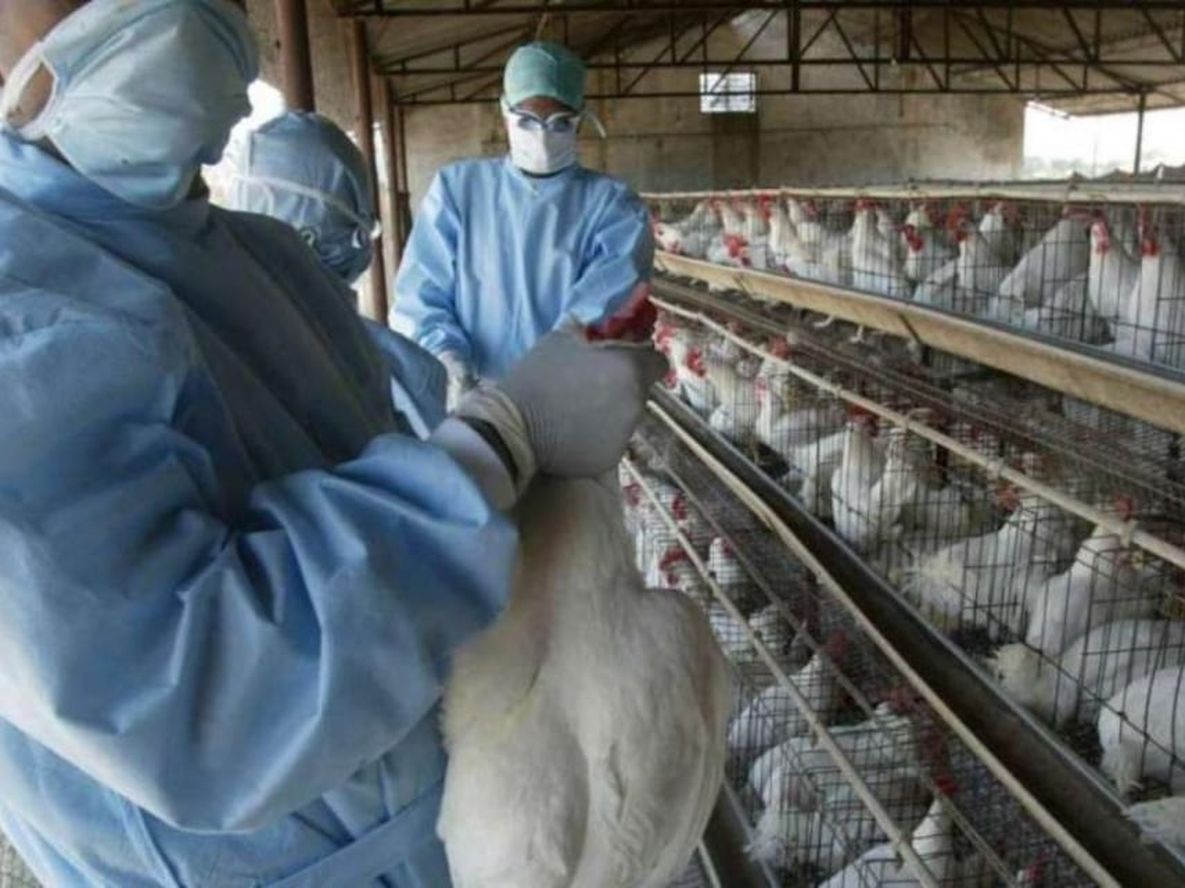 Francia elevó a “moderado” el riesgo de gripe aviar tras detectar un nuevo caso