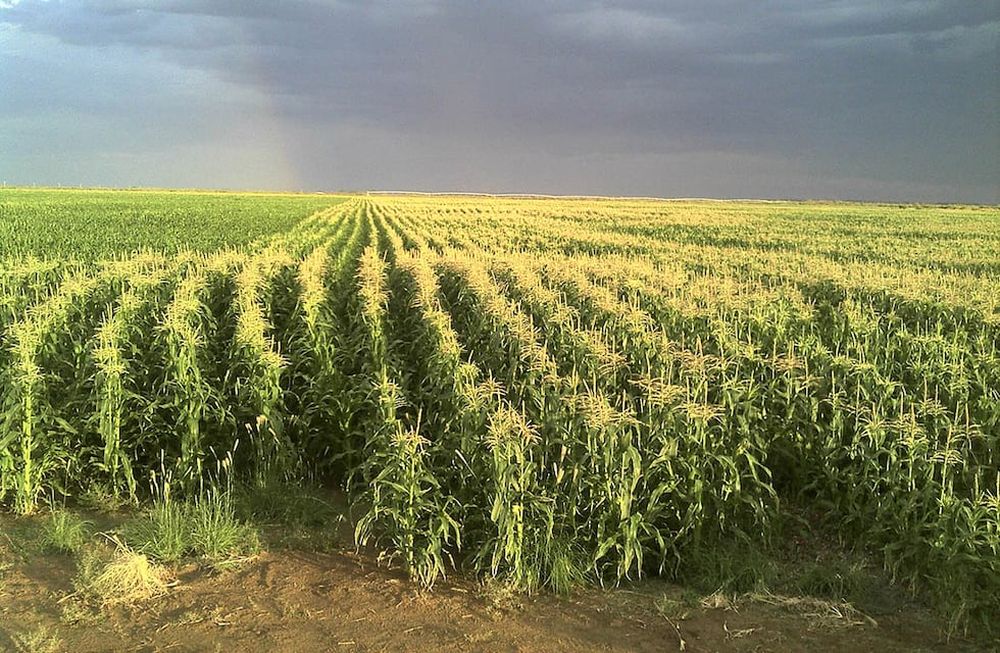 Es una de las producciones que tienen para semilla, Tarditti explica que sólo producen a demanda y que clima seco es propicio para este desarrollo.