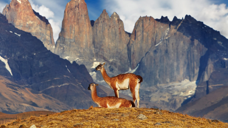 Visitar los destinos más exóticos de Chile: cómo llegar y ver la mayor cantidad de animales