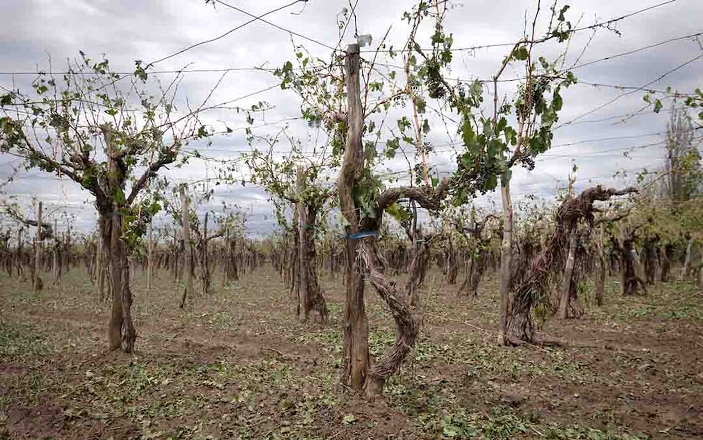 Productores de hasta 30 hectáreas pueden recibir hasta $2 millones por hectárea dañada.