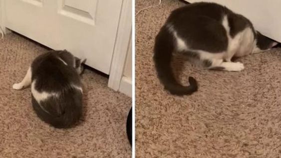 El felino parece desafiar las leyes de la física mientras fuerza su cuerpo a través del espacio entre la parte inferior de la puerta y el piso.