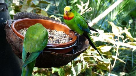 La visita frecuente de aves nativas también favorece la polinización y el control de insectos en el jardín.