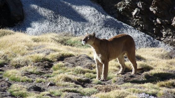 Desde Mendoza presentan recurso para frenar la caza de pumas en la Patagonia: por qué es legal y cuánto pagan. Foto: Gentileza Fundación Cullunche