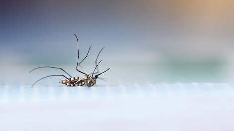 El truco casero que usaban las abuelas para ahuyentar mosquitos del hogar sin limpieza química.