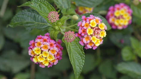 En el jardín, las plantas y la jardinería regalan color durante todo el año.