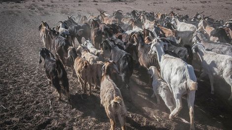 Los Andes | Los productores de cabras se ven obligados a sacar sus animales, a pastar por largas caminatas, debido a que el alimento escasea por la sequía. Foto: Orlando Pelichotti / Los Andescrisis hidráulica agua pastura clima desierto calor humedad temperatura