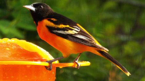 Los Andes | pigmento anaranjado en aves