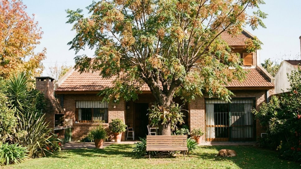 El arbol transforma jardines y potencia la jardinería gracias a estas asombrosas plantas.