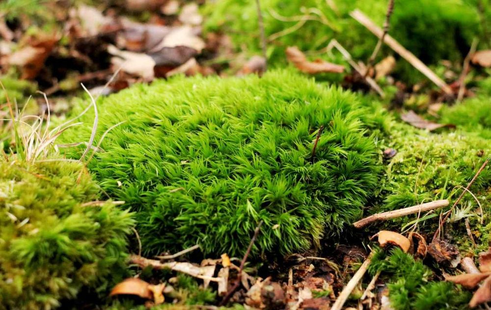 Con este residuo natural, es posible recuperar el jardín verde y saludable.