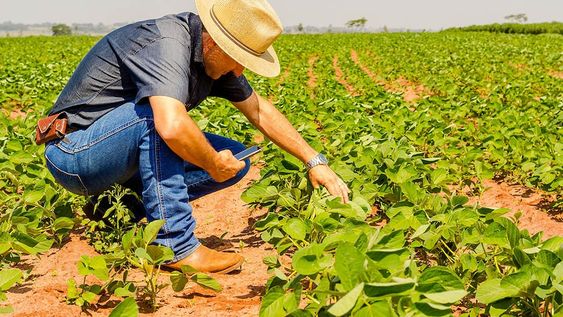 Agronomist inspects with a smartphone the soybean crop in the agricultural field - Agro concept - farmer in soybean plantation on the farm.