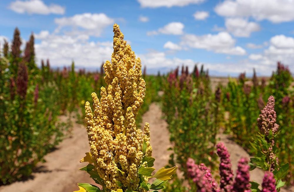 La quinoa se adaptar a diferentes terrenos y tipos de suelo.