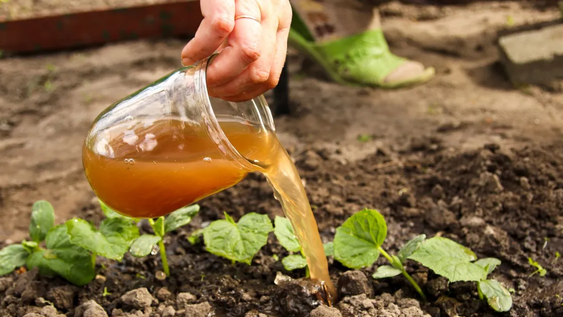 En jardín y jardinería, estas plantas aprovechan nutrientes que tiramos todos los días.