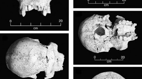 Un cráneo genera debate sobre la especie humana