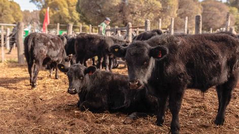 Comienzo de la obligatoriedad de la trazabilidad electrónica en ganadería: beneficios