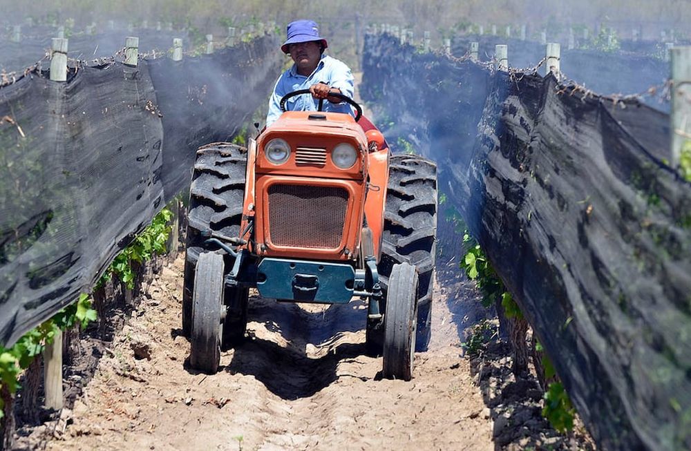 El Senasa restringió la utilización de algunos hormiguicidas por el daño colateral que provocaban en el medio ambiente. Los productores buscan formas alternativas para controlar las plagas.