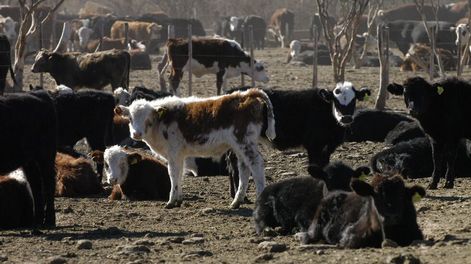 Se debe realizar el muestreo de vacas y toros (de toda la provincia) con un plazo máximo estimado al 31 de julio para productores propietarios de más de 300 animales.
