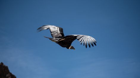 Liberaron al cóndor andino que fue hallado en el techo de una casa y ahora regresó a su hábitat