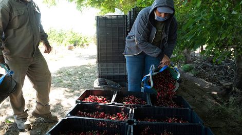 Los participantes del encuentro podrán conocer cómo producir variedades tempranas de cereza y cómo cuidar el cultivo. Foto: Ignacio Blanco / Los Andes