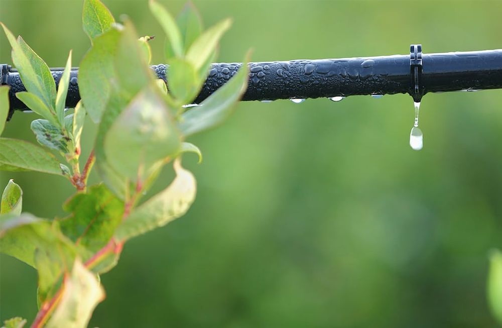 En Maipú alternan cultivos de cebolla y de ajo bajo riego por goteo, con cultivos-cobertura para recuperar los nutrientes que se pierden durante la producción.