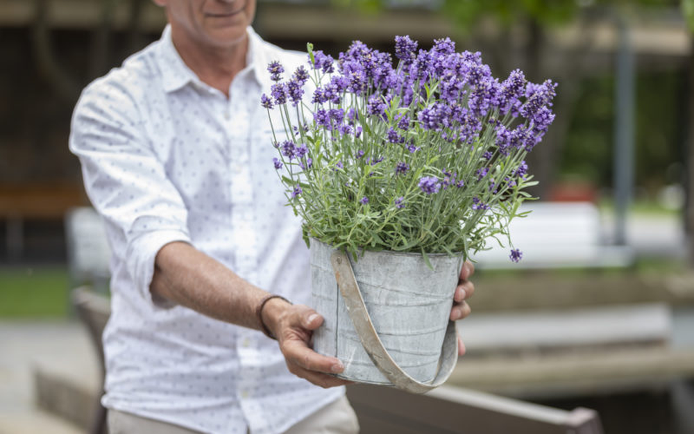 &nbsp;Jard&iacute;n y jardiner&iacute;a eligen plantas resistentes que cuidan el hogar naturalmente