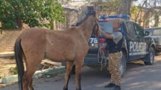 La Policía Rural de Maipú rescató un equino maltratado.