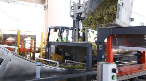 La cosecha de uva ya arrancó en toda la provincia.&nbsp;