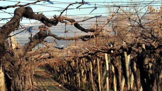 Pronóstico para el agro: ¿Se esperan heladas este fin de semana?