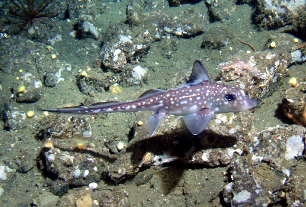 La spotted ratfish, pariente cartilaginoso de tiburones y rayas, exhibe en los machos un apéndice craneal dentado de función reproductiva.