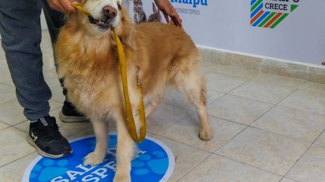 El Centro de Atención Primaria Veterinaria de Maipú ya atendió a más de 1000 mascotas