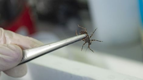 Investigadores detectaron que las vinchucas resistentes a insecticidas tienen menor supervivencia y reproducción. Foto: Conicet.