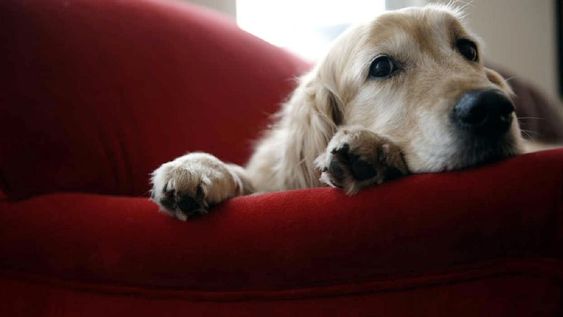 ¿Tu perro sufre de síndrome post vacacional?