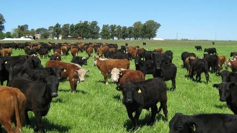 Como potenciar la base forrajera para mejorar la producción ganadera