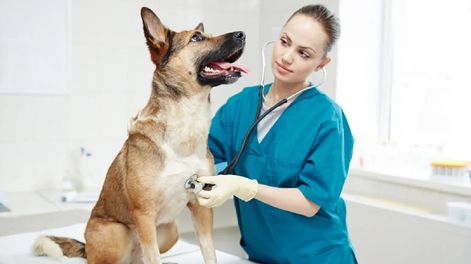 Habilitan la venta de medicamentos para animales en farmacias - Imagen ilustrativa / Web