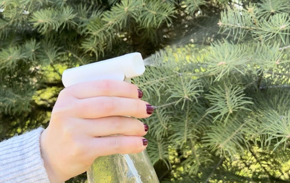 Las arañas pueden continuar su vida en lejos de casa gracias a esta alternativa sustentable que reemplaza a insecticidas químicos más agresivos.