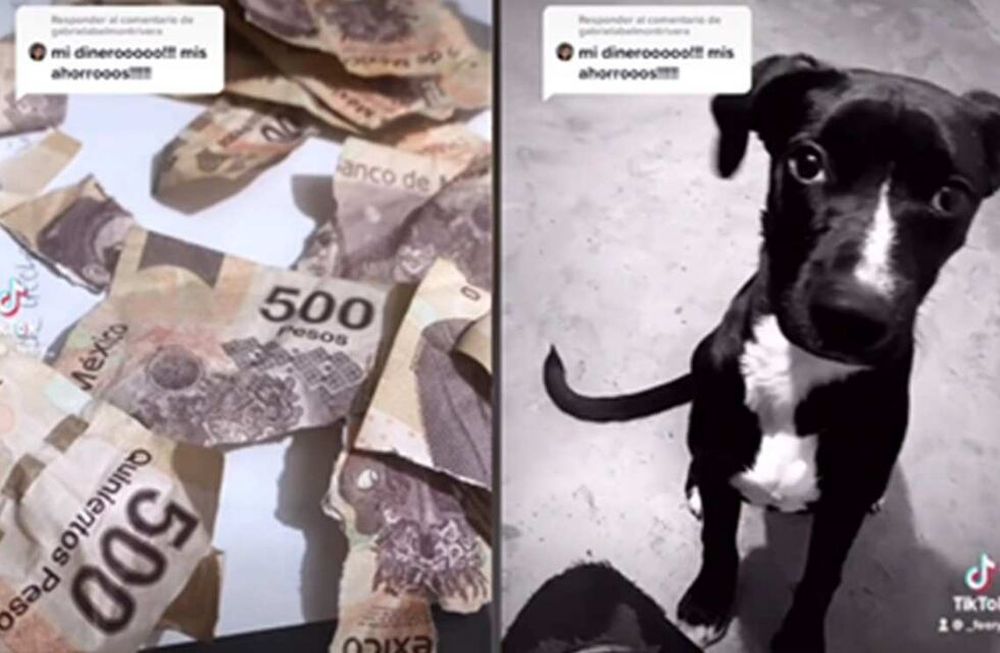 Los usuarios de la red social de videos cortos tomaron con humor lo hecho por los perritos.
