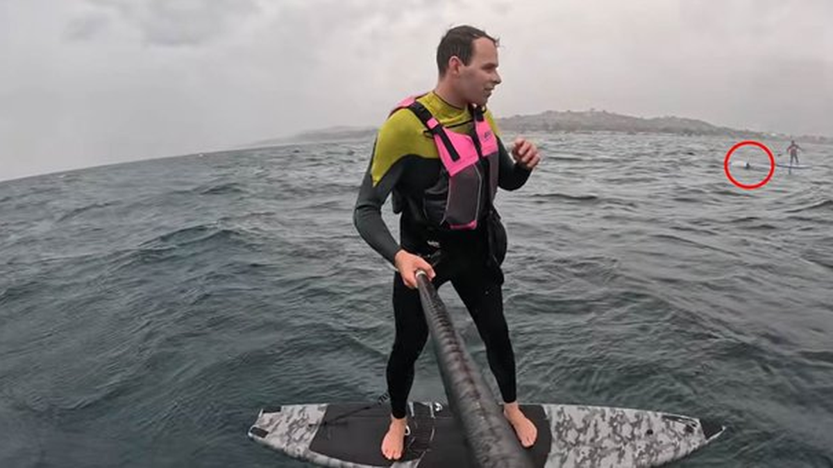 Susto en el mar: un tiburón blanco persiguió a un surfista a metros de la costa