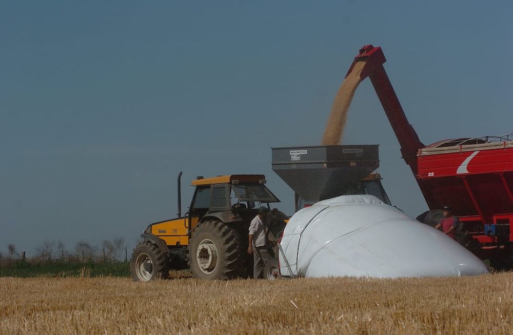 Las retenciones sobre las exportaciones hay tipos de cambio diferenciales por sector. Los derechos de exportación van del 33% que pagan la soja hasta el 0% para sectores como los servicios o las microexportadoras. (Tomy Fragueiro/Archivo)