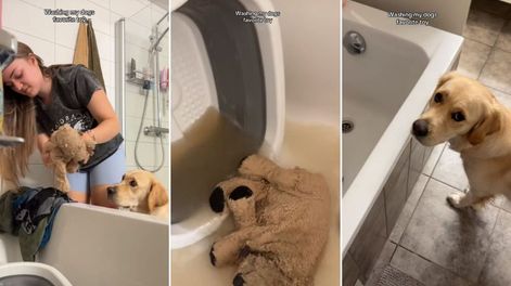 La tristeza de un perro al ver cómo lavaban a su peluche favorito y tenía que esperar a tenerlo de vuelta. El video conmovió a millones en TikTok.