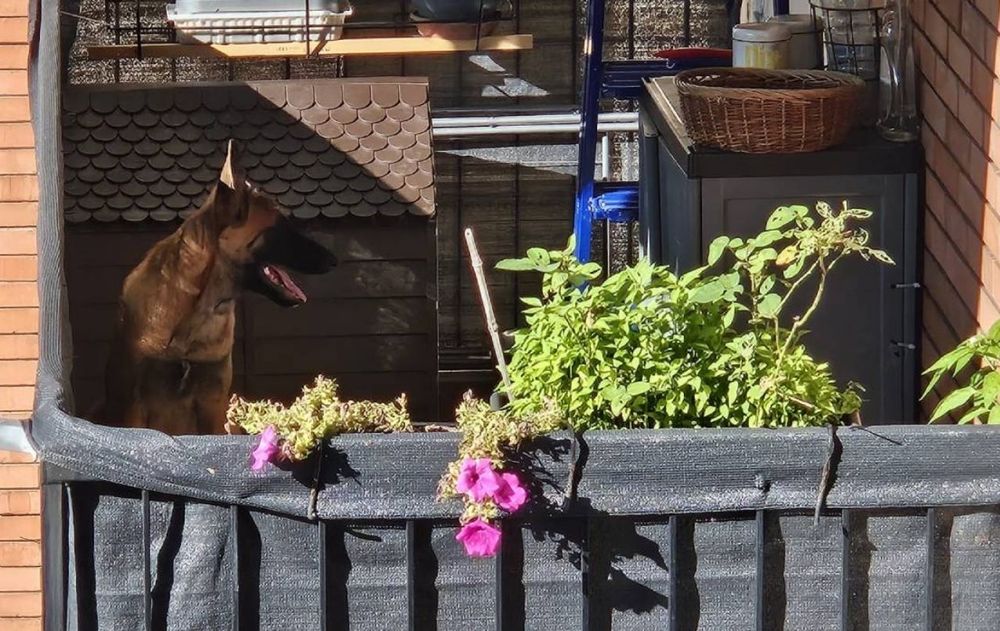 La organización LAV inició las gestiones para sacar al cachorro de esa situación.