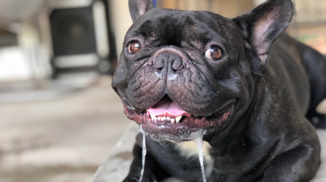 5 razas de perros que producen más saliva y que pueden ensuciar tu casa