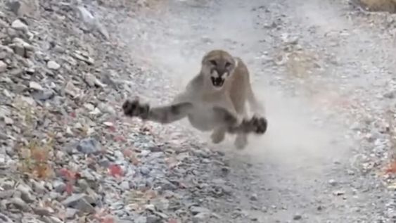 Aterradora persecución: se cruzó con una furiosa madre puma mientras caminaba y tuvo que correr por su vida
